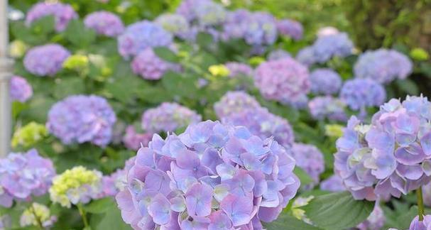 绣球花的花语与颜色意义（用颜色绣就的花语之谜）