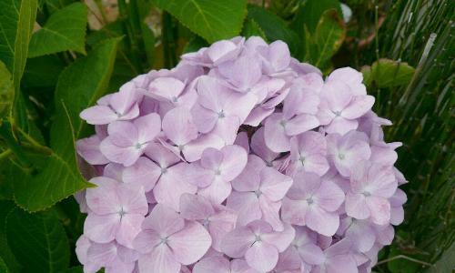 花（探秘花的丰富花语）