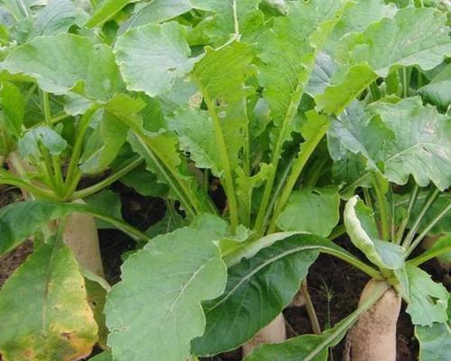 胡萝卜生长期及上市季节（从播种到成熟）