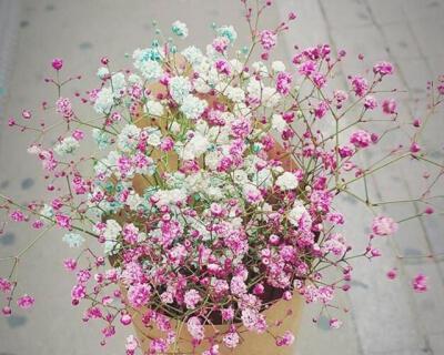 满天星花语（五彩缤纷的满天星）