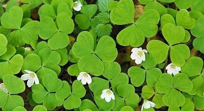 草本植物的分类及特点（探索自然世界中多样的草本植物种类与特征）