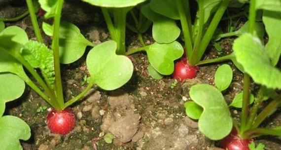 冬萝卜种植与管理技术（时间）