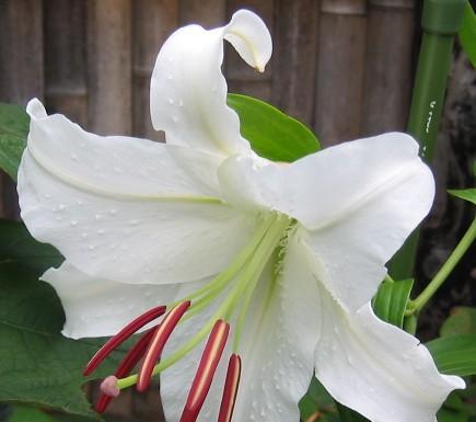 花语专一，爱情永恒（以代表爱情专一的花为主题的探讨）