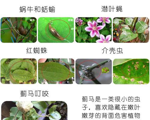 罗汉果花叶病的预防和治疗（罗汉果花叶病症状及防治方法）