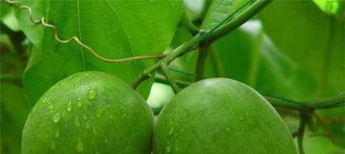 罗汉果生吃可行吗（罗汉果的食用方式及注意事项）