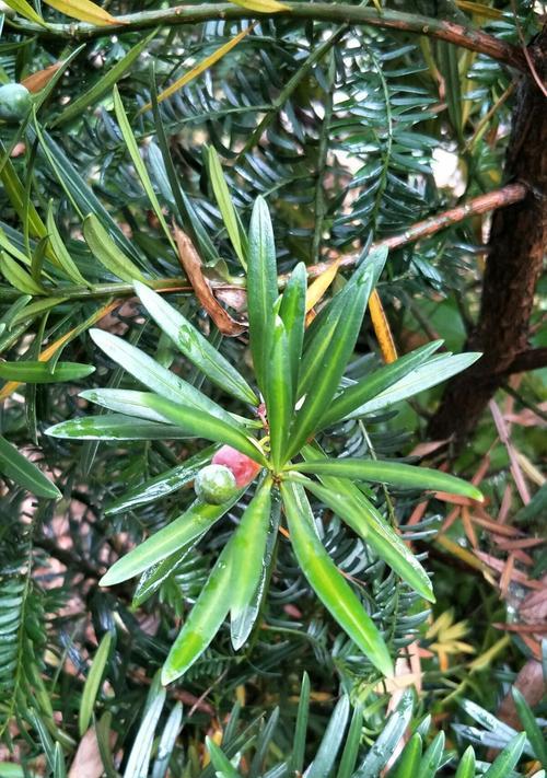 罗汉松果实的药用价值及应用（罗汉松果实的五大功效与食用方法）