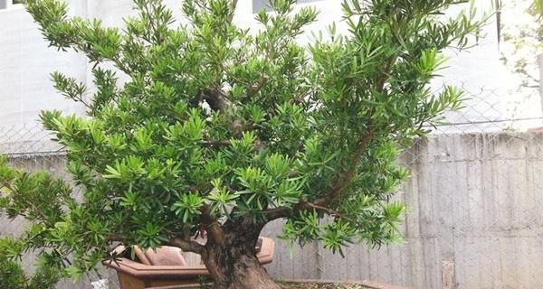 小罗汉松的养殖方法与注意事项（打造一个健康）