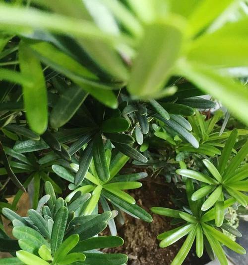 罗汉松的浇水方法（正确浇水保证罗汉松健康生长）