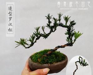 罗汉松的盆栽养护技巧（罗汉松的盆栽之路）