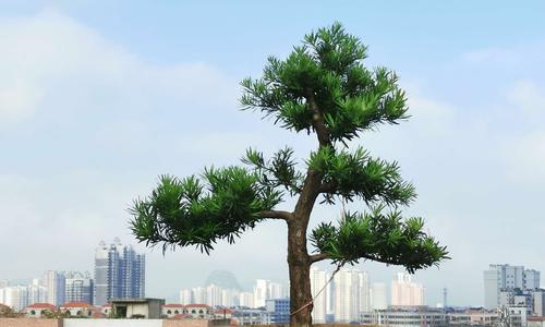 罗汉松的盆栽养护技巧（罗汉松的盆栽之路）