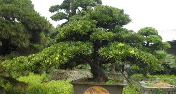 罗汉松放阳台的好处（打造宜居的家居空间）