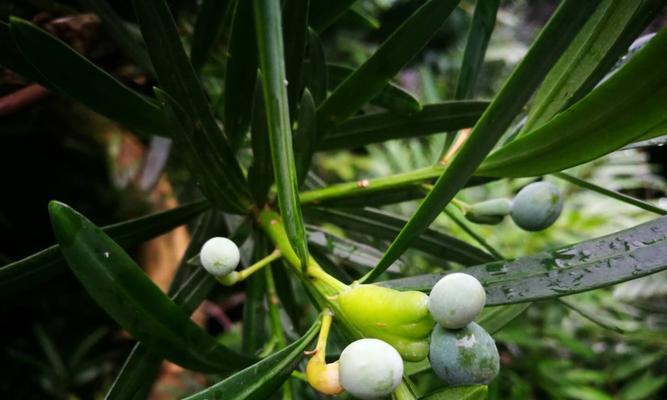 罗汉松果实的营养与功效（探寻罗汉松果实的美食之路）