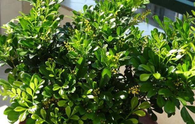 寄托离别情思的植物世界（以代表离别的植物为主题）