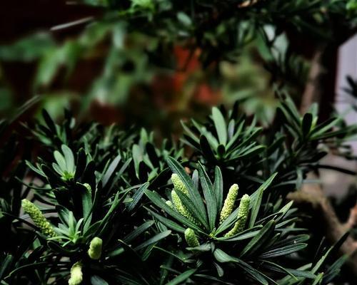 罗汉松的开花时间及特点（探秘罗汉松开花的神奇之旅）