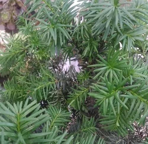 罗汉松开花结果全程指南（几月开花）