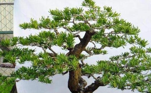 罗汉松浇水技巧（罗汉松浇水浇透吗）