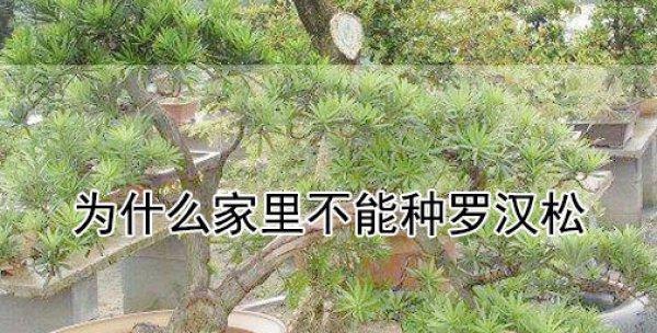 罗汉松浇水技巧（罗汉松浇水浇透吗）