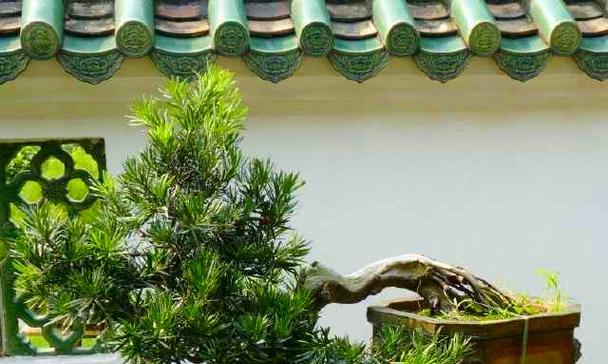 罗汉松摆放位置讲究（摆放位置对罗汉松的影响及注意事项）