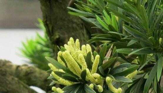 罗汉松开花详解（罗汉松开花的特点）