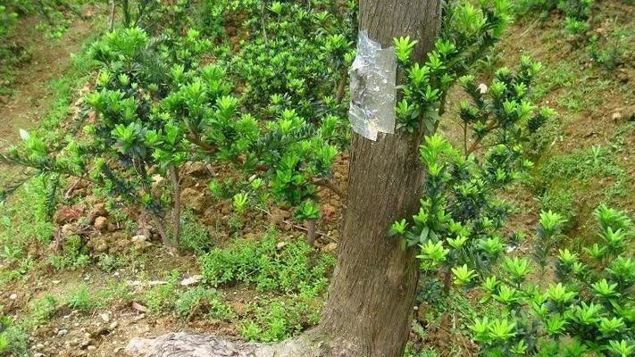 罗汉松的树种特征、嫁接技巧和应用场景（罗汉松的树种特征）