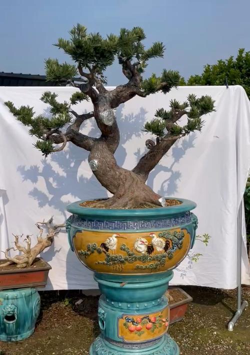 罗汉松的树种特征、嫁接技巧和应用场景（罗汉松的树种特征）