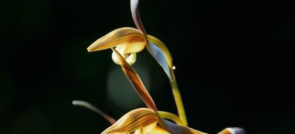 清高孤傲，花开洒自由（自在花开）