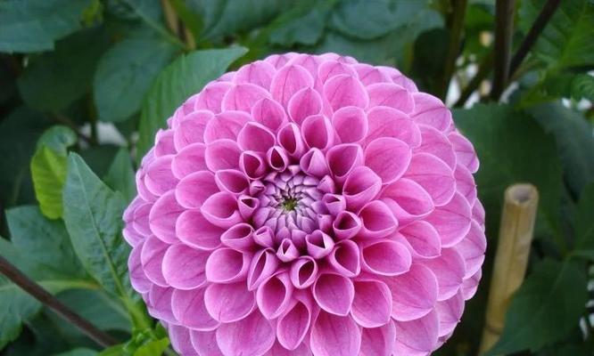 清高孤傲，花开洒自由（自在花开）