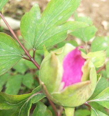 清高孤傲，花开洒自由（自在花开）