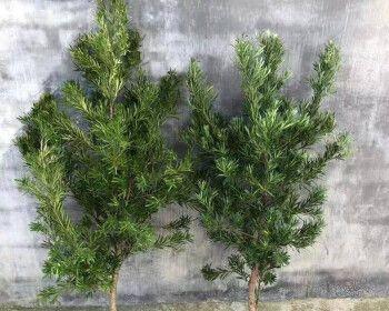 罗汉松在家门口种植指南（掌握技巧）