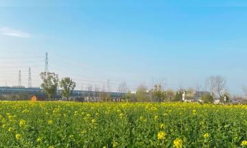 清廉之花（探寻身心净化）