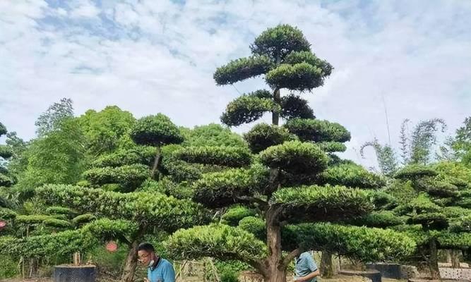 院子里种罗汉松，美化家园新选择（让家园更加绿色）