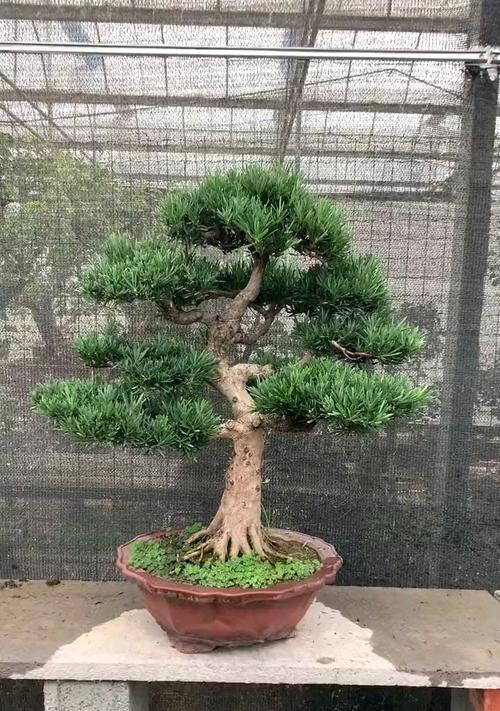 罗汉松的耐寒能力（探究罗汉松适应低温的秘密）