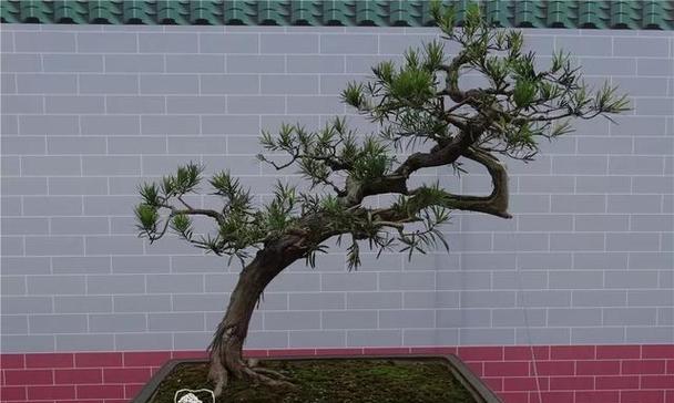 如何修剪罗汉松盆景（教你正确的罗汉松盆景修剪技巧）