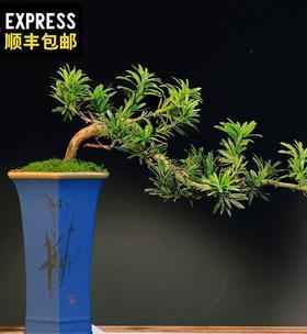 如何修剪罗汉松盆景（教你正确的罗汉松盆景修剪技巧）
