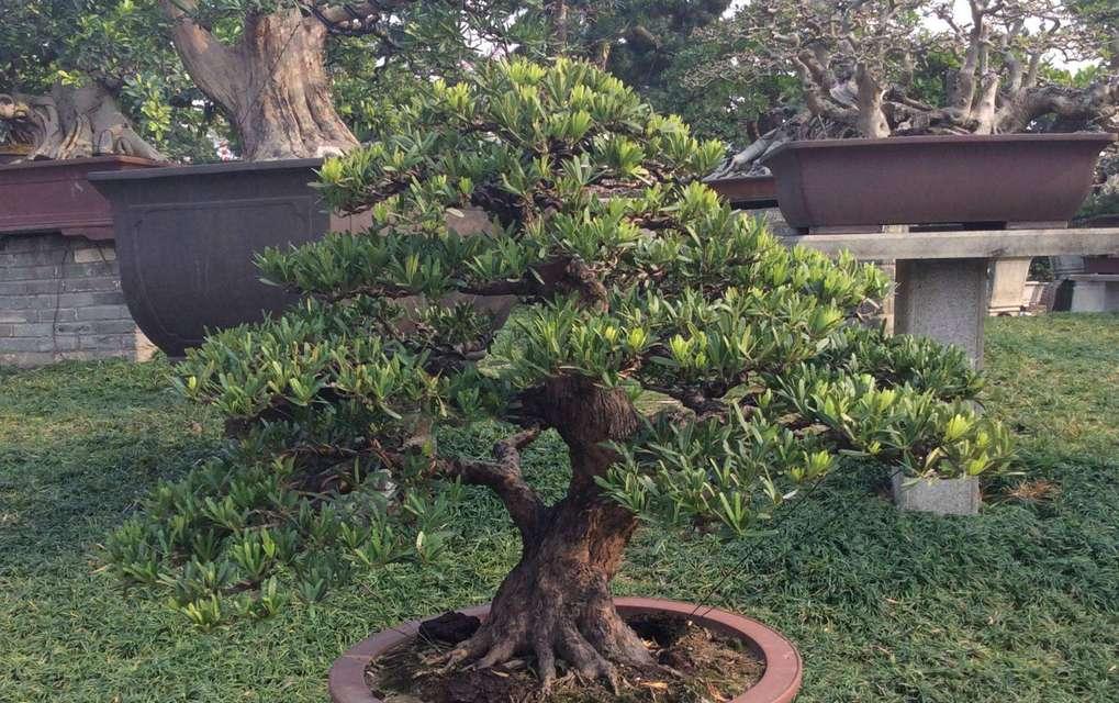 罗汉松盆景的养护方法（打造健康美丽的罗汉松）