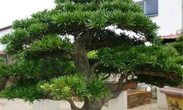 罗汉松盆栽的养殖技巧（打造美丽的家居盆景）