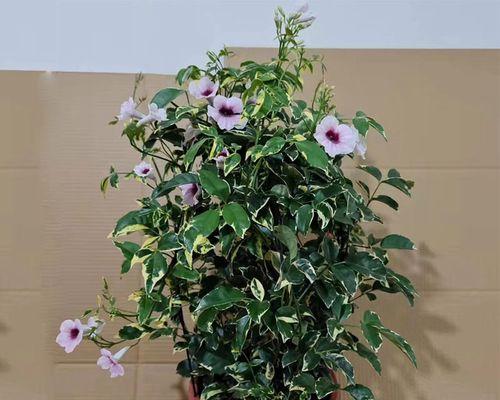 植物与思念（以代表思念的植物为主题的艺术表达）