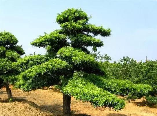 罗汉松的生长环境条件及特点（探究罗汉松的生长环境与习性）