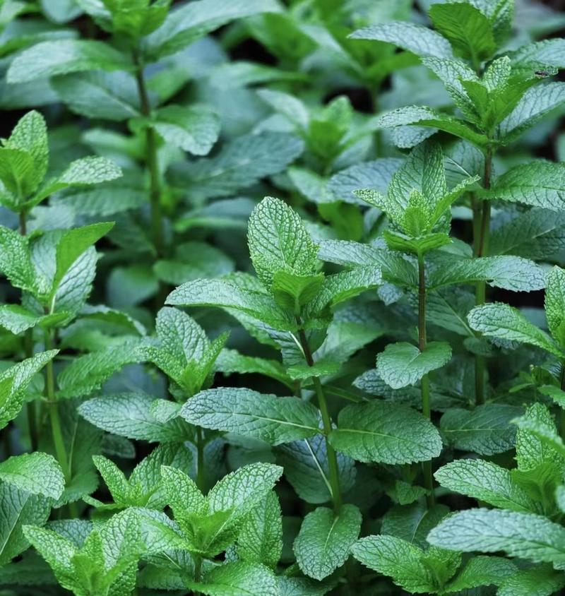 夏日的绿意盎然（夏天的花草世界）