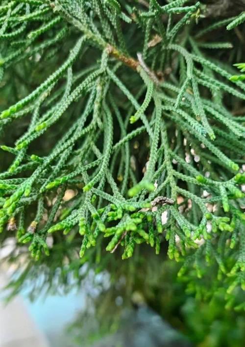 罗汉松开花时间及花语解析（追寻罗汉松开花的奥秘）