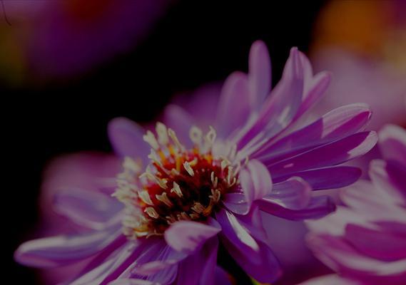 以代表虚伪的花为主题的花语探索（揭示虚伪本质的花语解读）