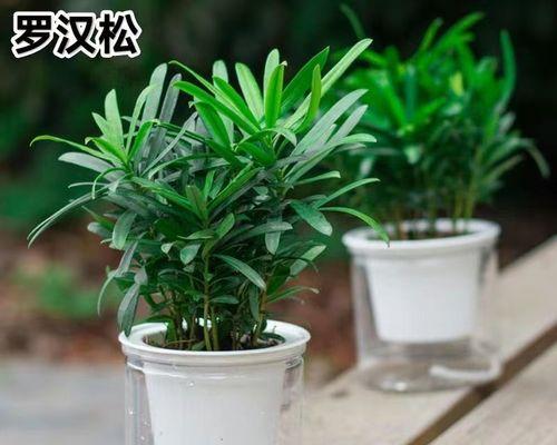 罗汉松——一种珍贵的树种（了解罗汉松的特点和价值）