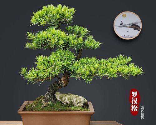 罗汉松——一种珍贵的树种（了解罗汉松的特点和价值）