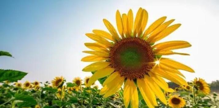 花开向阳，积极向上（以代表阳光积极坚强的花为主题）