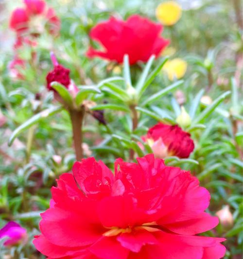 花开向阳，积极向上（以代表阳光积极坚强的花为主题）