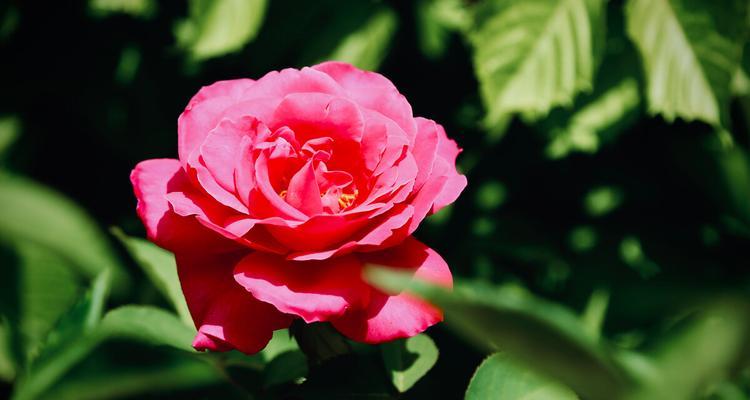 花开友谊永恒（用花的美丽诠释友谊之长存）