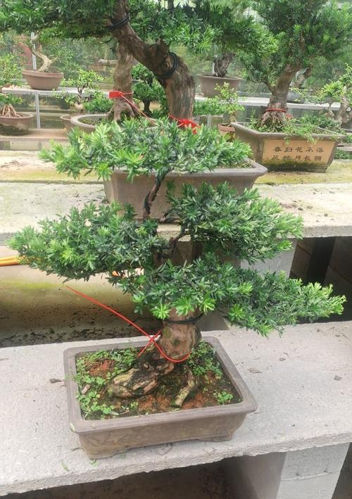 夏季罗汉松浇水方法（保持土壤湿润）