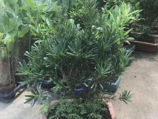 夏季罗汉松浇水方法（保持土壤湿润）
