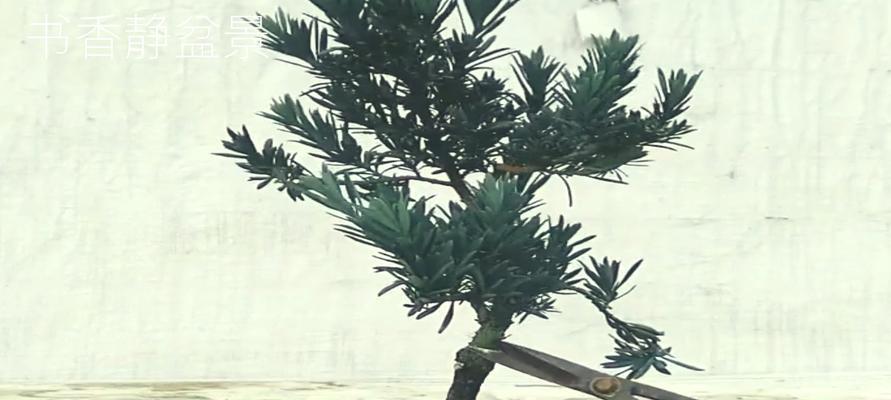 夏季罗汉松浇水方法（保持土壤湿润）