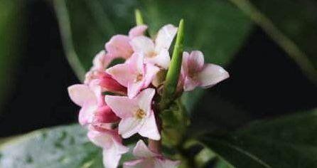 自强不息的花——坚韧与希望的象征（用花朵诠释自强不息的精神）